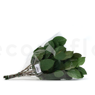 Salal Stabilisé - Vert