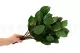 Salal stabilis&eacute; 3