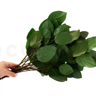 Salal stabilizzato