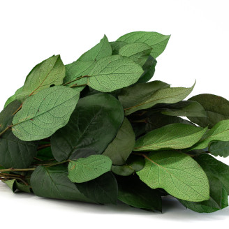 Salal Stabilisé - Vert