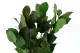 Salal stabilis&eacute; 8