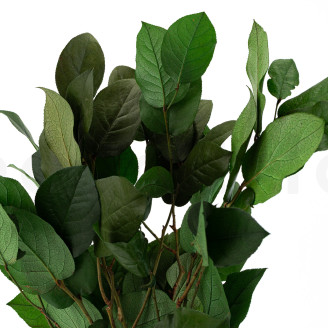 Salal Stabilized - Green