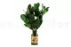 Salal preservado 5