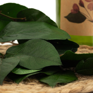 Salal Stabilized - Green