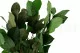 Salal stabilizzato 2