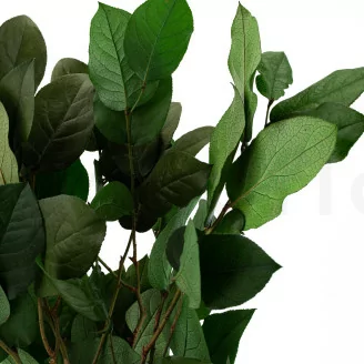 Preserved Salal