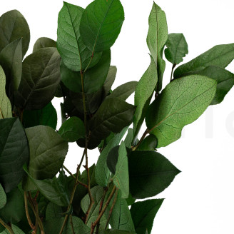 Salal Preservato - Verde