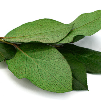 Salal Stabilized - Green