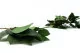 Salal stabilis&eacute; 10
