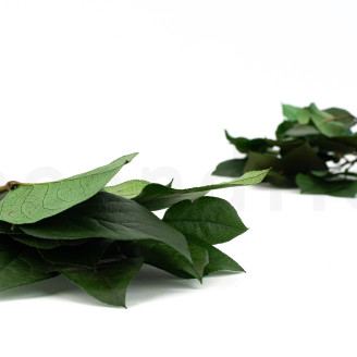 Salal Stabilized - Green