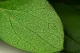 Salal preservado 12