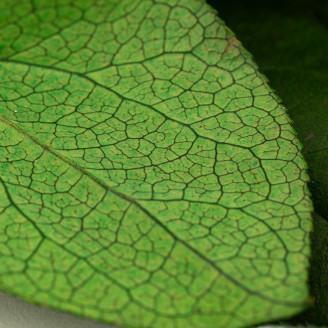 Salal Stabilized - Green