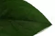 Preserved Salal 13