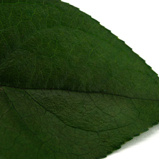 Salal Stabilized - Green