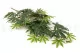 Cannabis artificiel 4