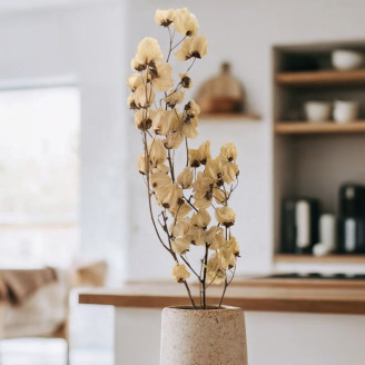 Rama de Bougainvillea seca - Crema