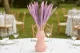 Mini Pampa seca Lavender Lane (x20) 1