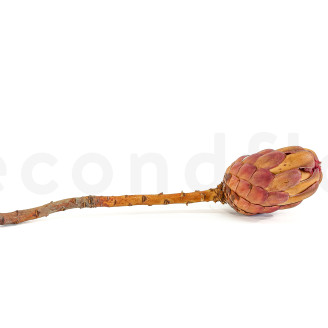 Protea Grandiceps Stabilized - 1 Stem - Pink