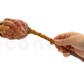 Protea Grandiceps essiccata Rosa