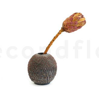 Protea Grandiceps Stabilisiert - 1 Stiel - Rosa