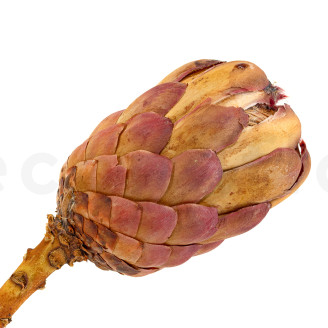 Protea Grandiceps séchée - 1 Tige - Rose