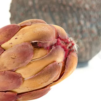Protea Grandiceps essiccata Rosa