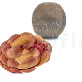 Getrocknete Protea Grandiceps Rosa