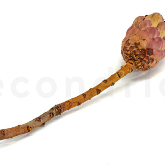 Protea Grandiceps Stabilized - 1 Stem - Pink