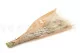 Dried Stipa Pennata 7
