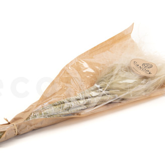 Stipa Pennata Dried - Natural