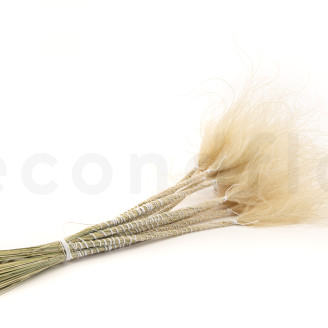Stipa Pennata Dried - Natural