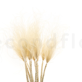 Stipa Pennata Dried - Natural