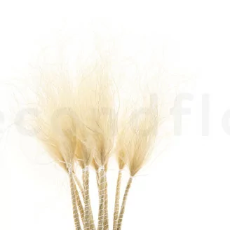 Stipa Pennata s&eacute;ch&eacute;