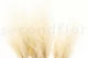 Getrocknete Stipa Pennata 2