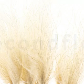 Dried Stipa Pennata
