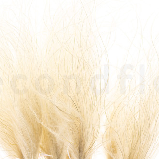 Stipa Pennata Dried - Natural
