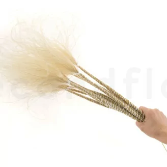 Dried Stipa Pennata