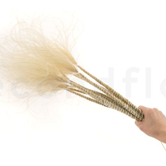 Stipa Pennata Dried - Natural