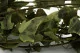 Preserved English Ivy Variegated Green 5