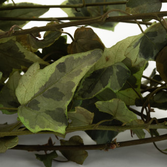 Edera Helix stabilizzata - Verde Variegato