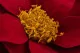 Flor de Pascua preservada Rojo (x4) 9