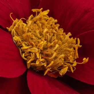 Poinsettia stabilis&eacute; Rouge (x4)