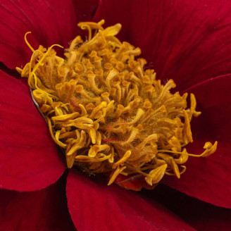 Poinsettia Stabilized - Box of 4 - Red