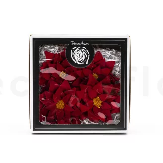 Poinsettia stabilis&eacute; Rouge (x4)