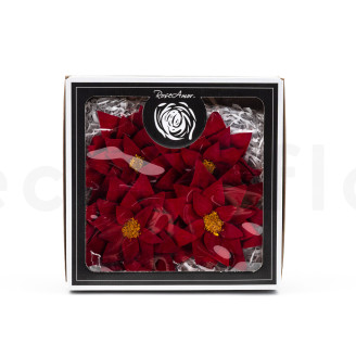 Poinsettia Stabilized - Box of 4 - Red
