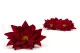 Flor de Pascua preservada Rojo (x4) 10