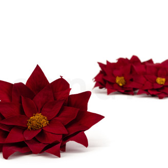 Poinsettia Stabilized - Box of 4 - Red