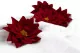 Flor de Pascua preservada Rojo (x4) 12