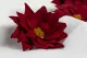 Preserved Poinsettia Red (x4) 13