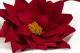 Poinsettia stabilis&eacute; Rouge (x4) 6